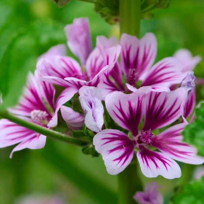 Grande mauve zébrée - Malva sylvestris 'Zebrina'