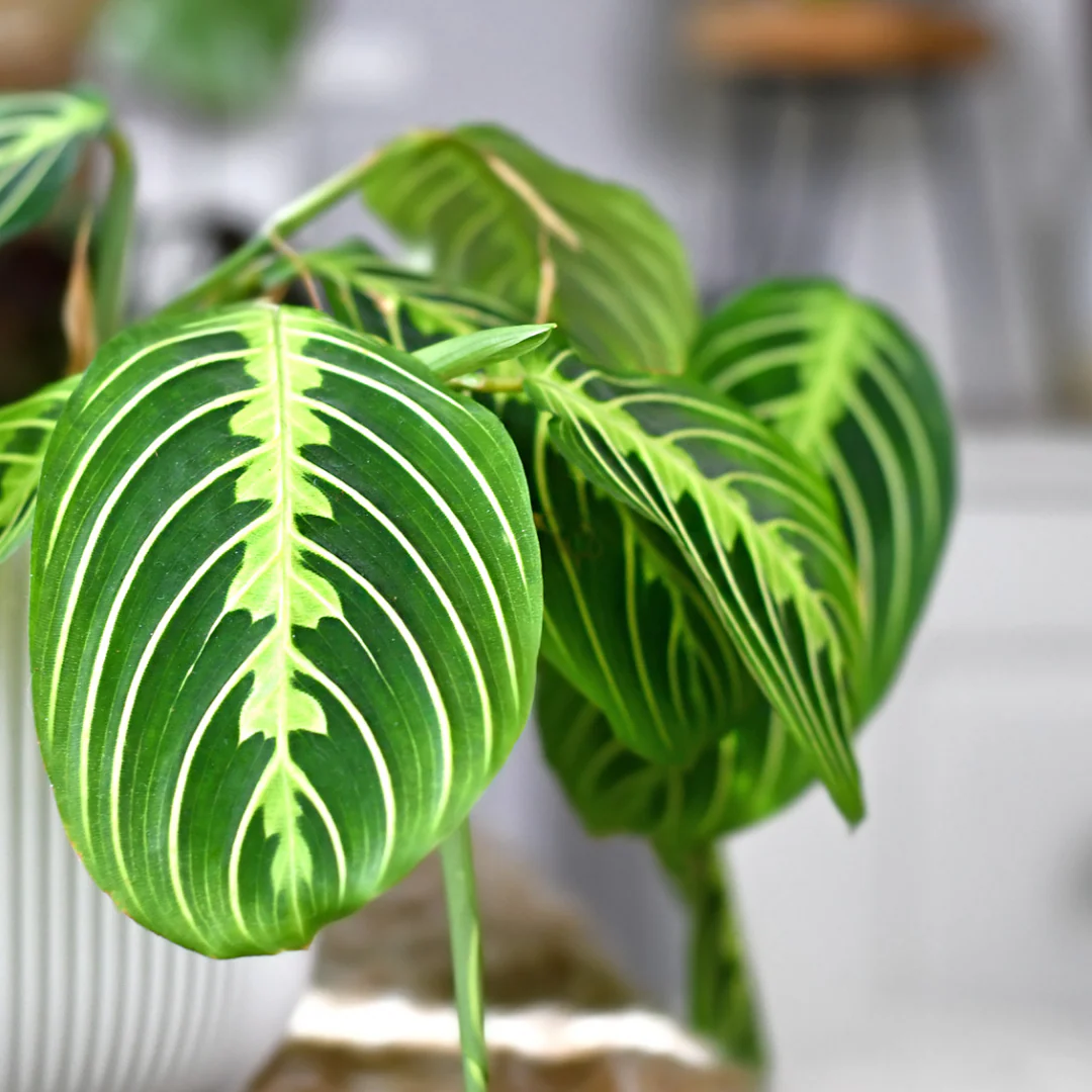 Plante Prieuse verte - Maranta leuconeura 'Lemon Lime'