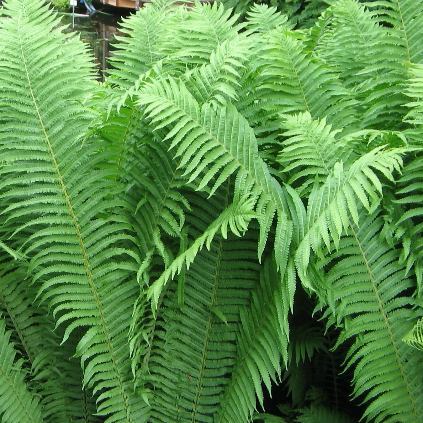 Fougère à l'autruche - Matteucia struthiopteris
