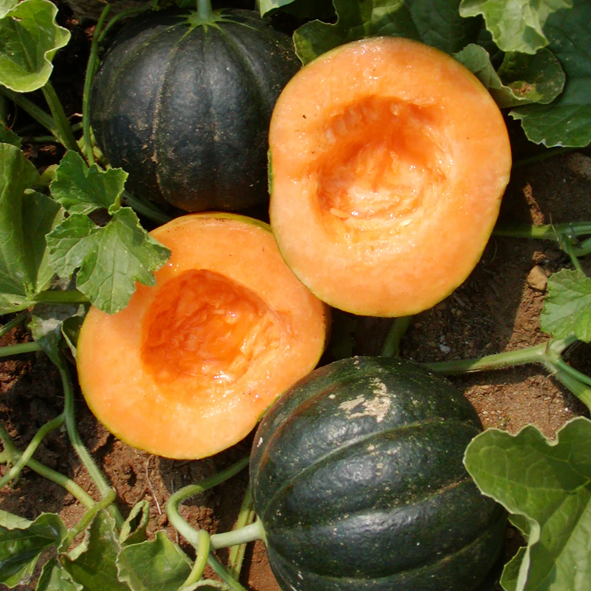 Melon Noir des Carmes Bio (semences)