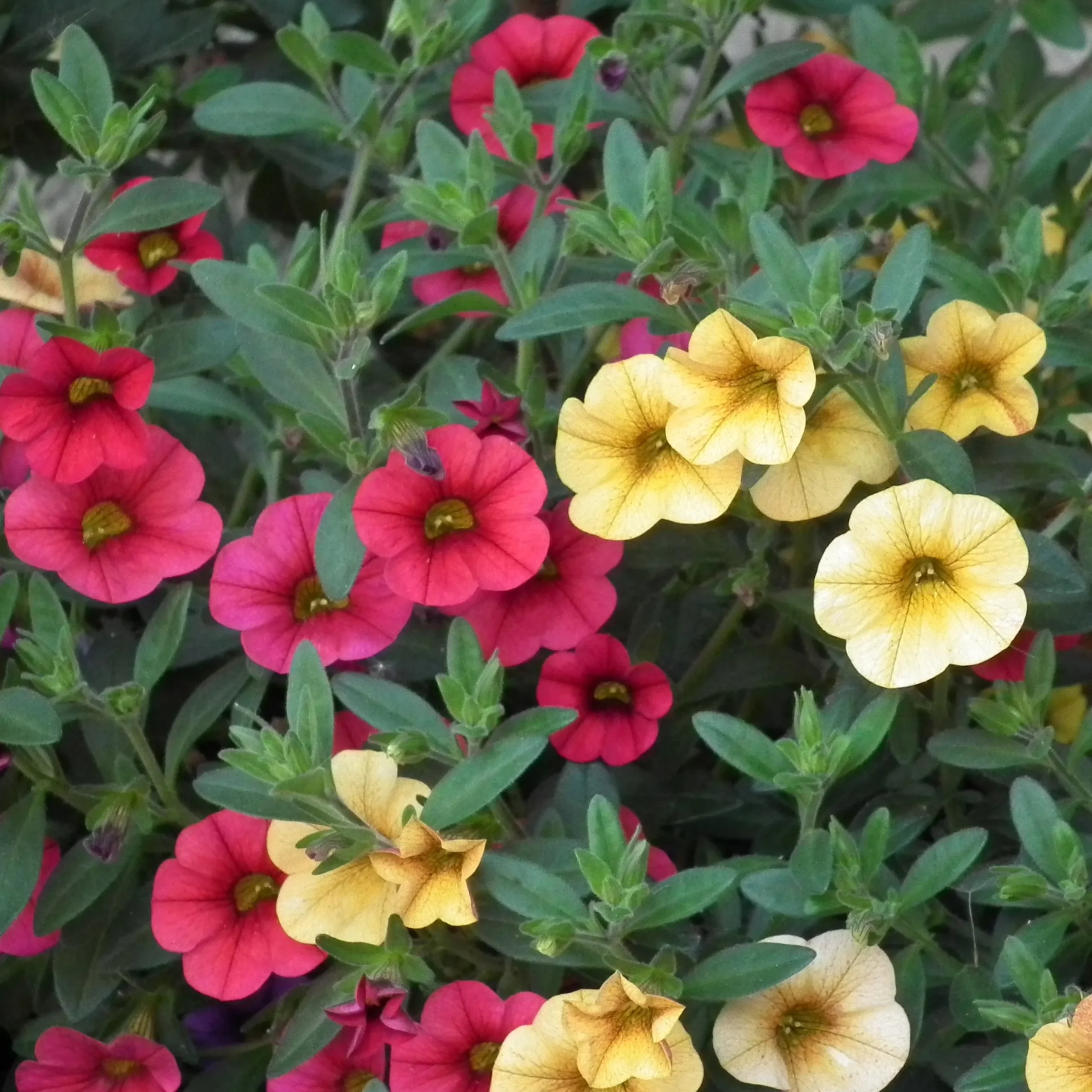 Calibrachoa Million bells - Calibrachoa