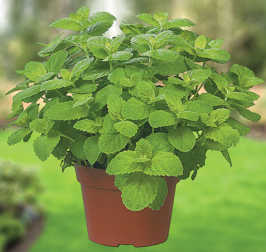 Menthe pomme (plant NON-BIO) – Image 2