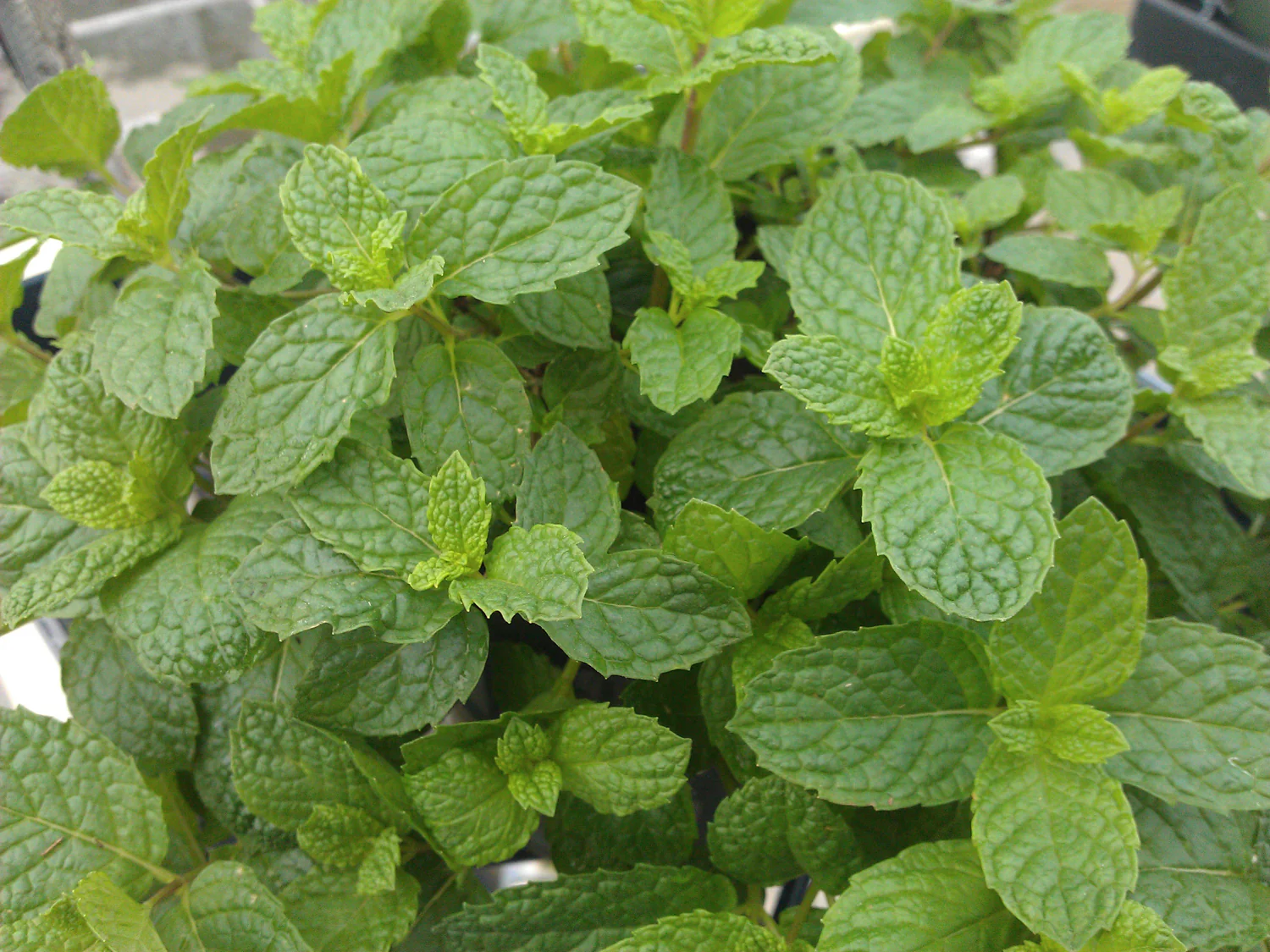 Menthe mojito (plant NON-BIO) – Image 2