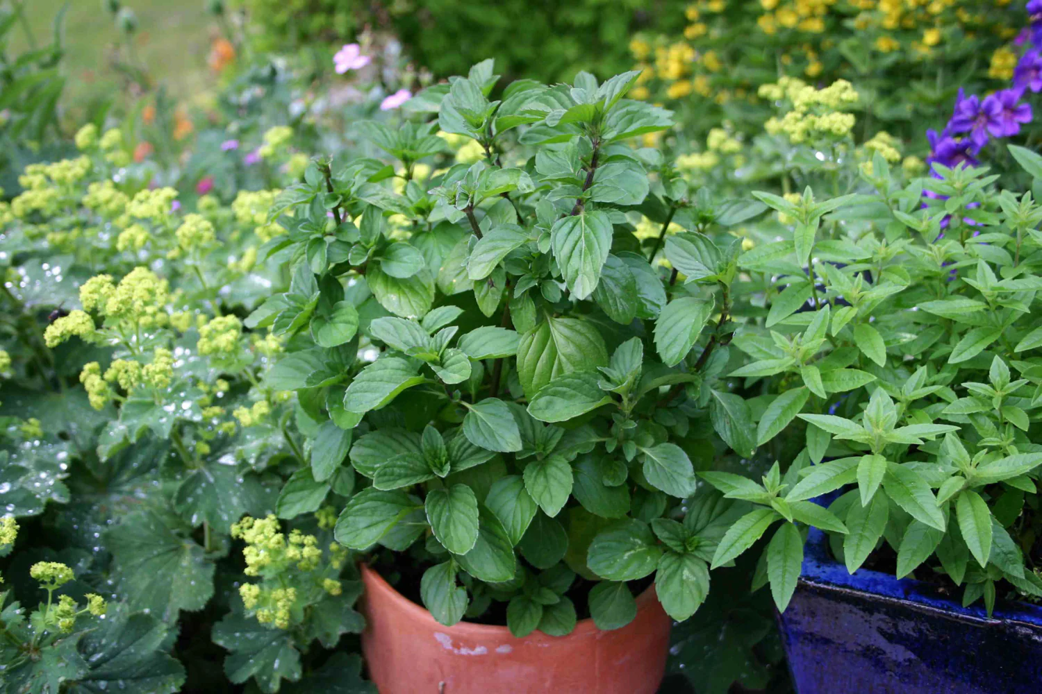 Menthe orange (plant NON-BIO)