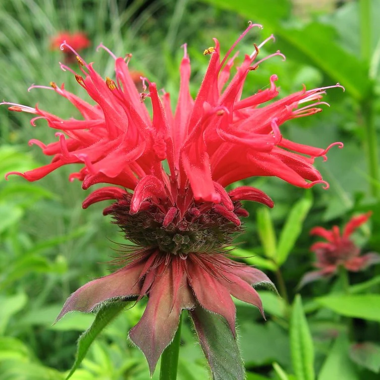 Monarde Jacob Kline - Monarda 'Jacob Cline'