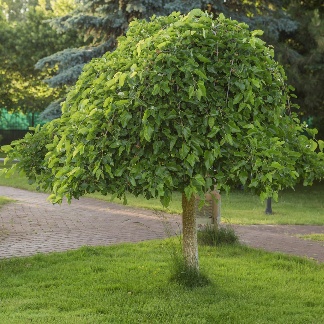 Mûrier pleureur sur tige - Morus alba 'Pendula'