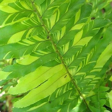 Bébés plantes au profit de la néonatalogie (mars seulement) – Image 9