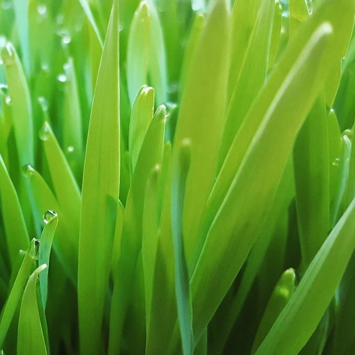 Orge pour chat (plant BIO)