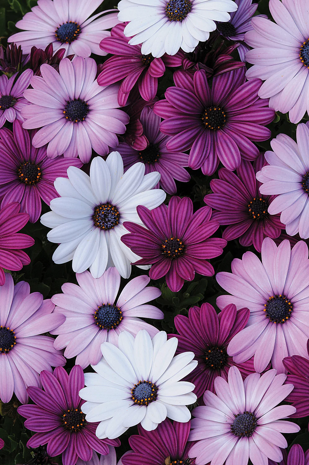 Ostéospermum - Osteospermum sp – Image 9