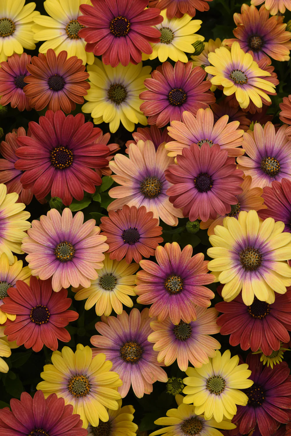Ostéospermum - Osteospermum sp – Image 8