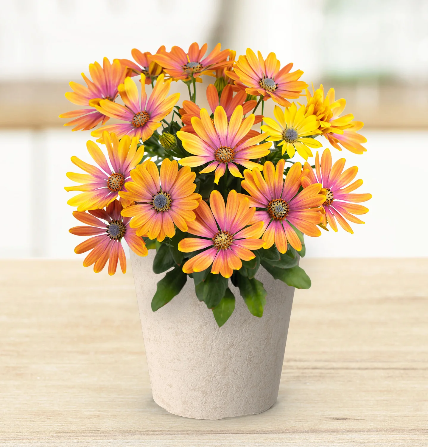Ostéospermum - Osteospermum sp – Image 6