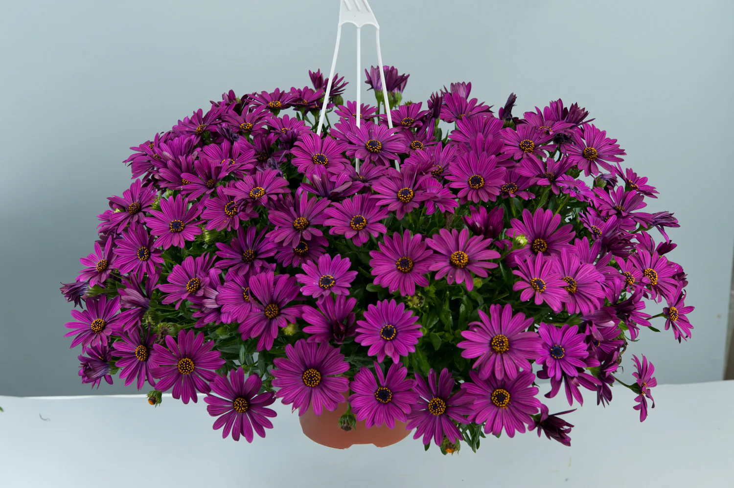 Ostéospermum - Osteospermum sp – Image 7