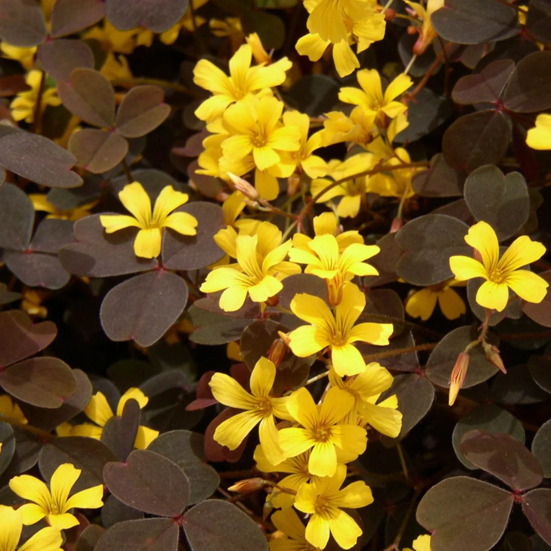 Oxalis Burgundy - Oxalis 'Burgundy'