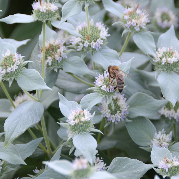 Menthe américaine - Pycnanthemum multicum