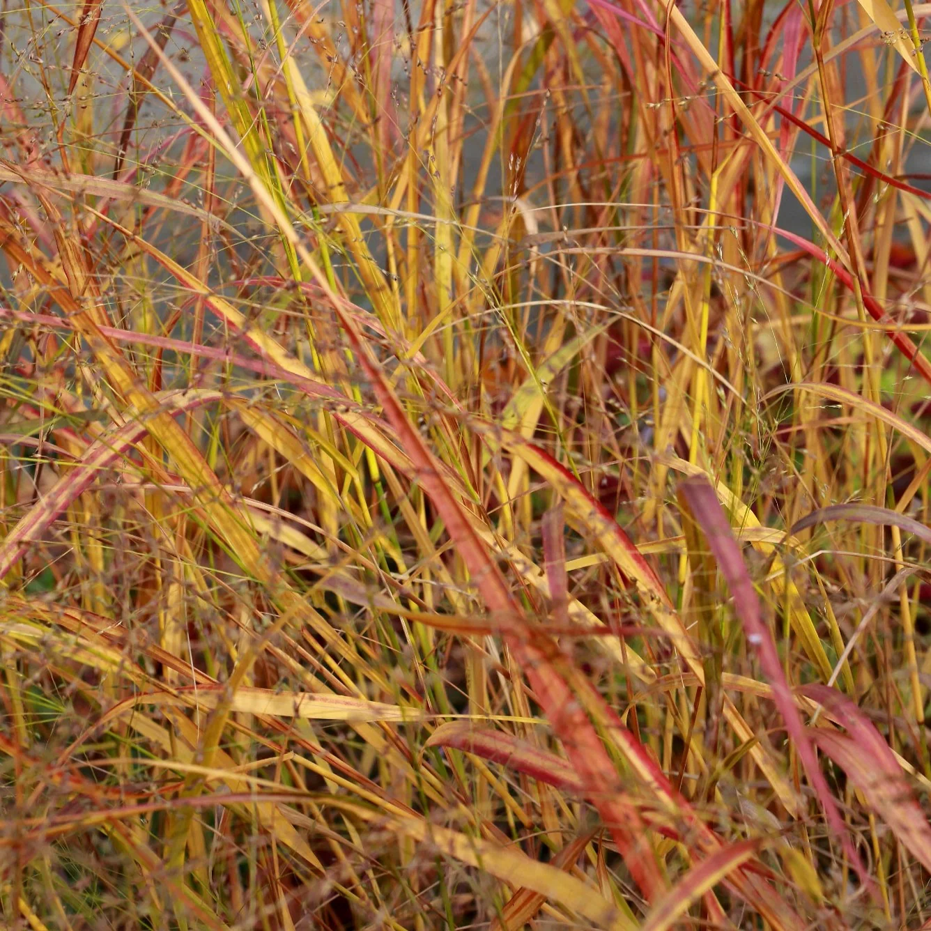 Panic Blood Brothers - Panicum virgatum 'Blood Brothers'