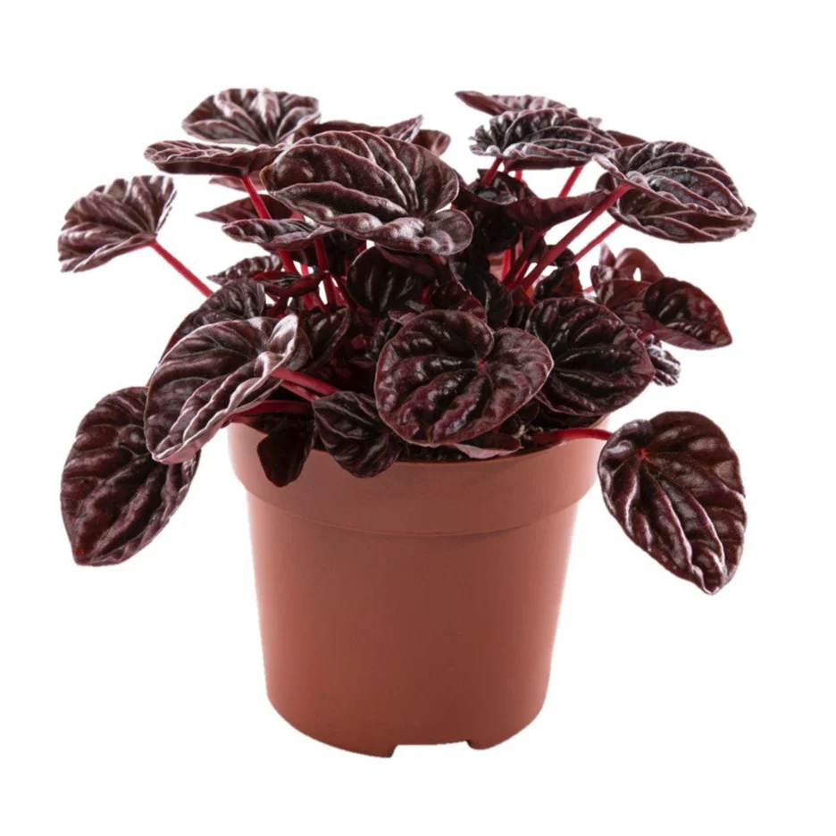 Peperomia Raisinet - Peperomia 'Raisinet'