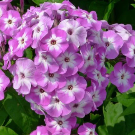 Phlox Laura - Phlox paniculata 'Laura'