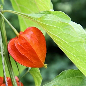 Amour en cage - Physalis alkekengi 'Franchetii'