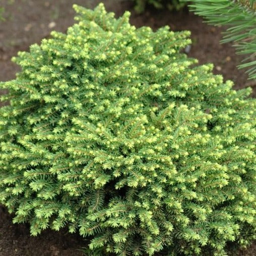 Épinette Little Gem - Picea abies 'Little Gem'