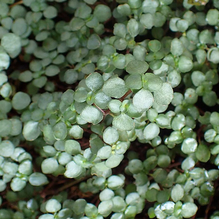 Bébés plantes au profit de la néonatalogie (mars seulement) – Image 4