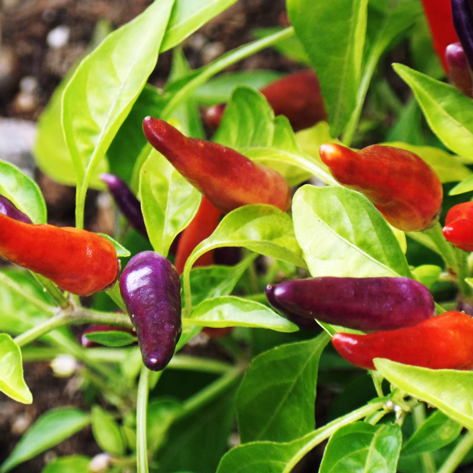 Piment fort 5 couleurs (plant BIO)