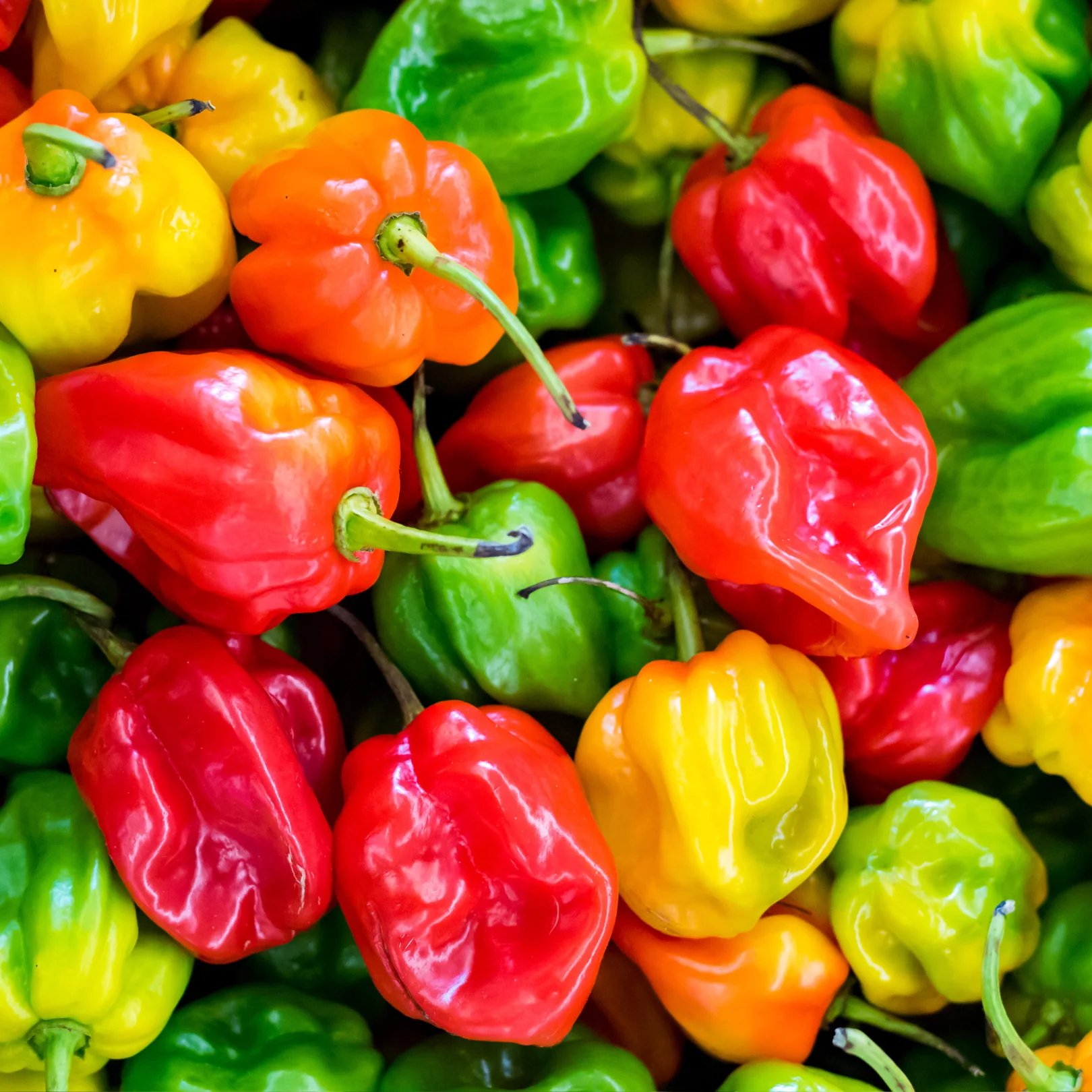 Piment fort Mad Hatter (plant BIO)