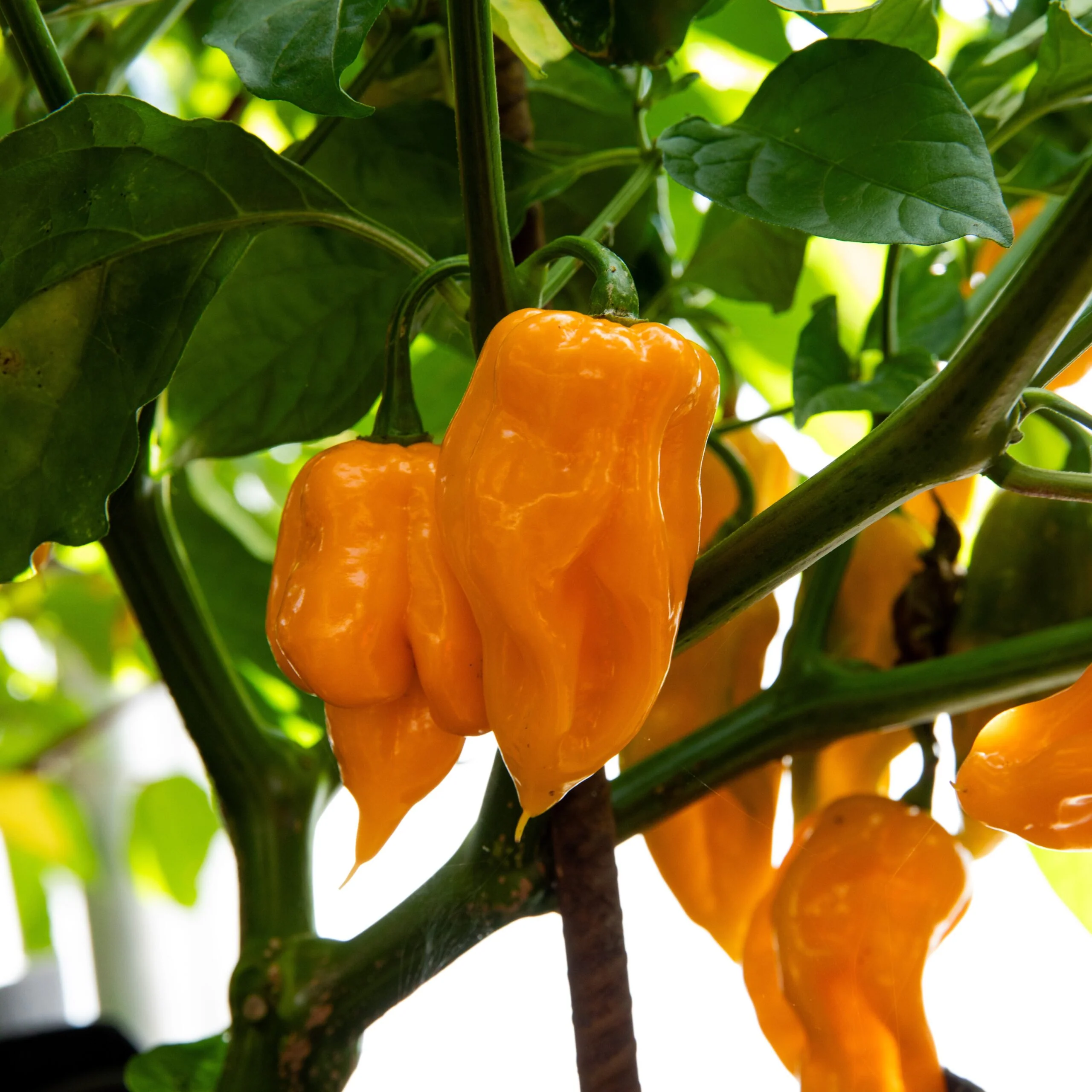 Piment fort ghost 'Trinidad Scorpion Orange' (plant BIO)