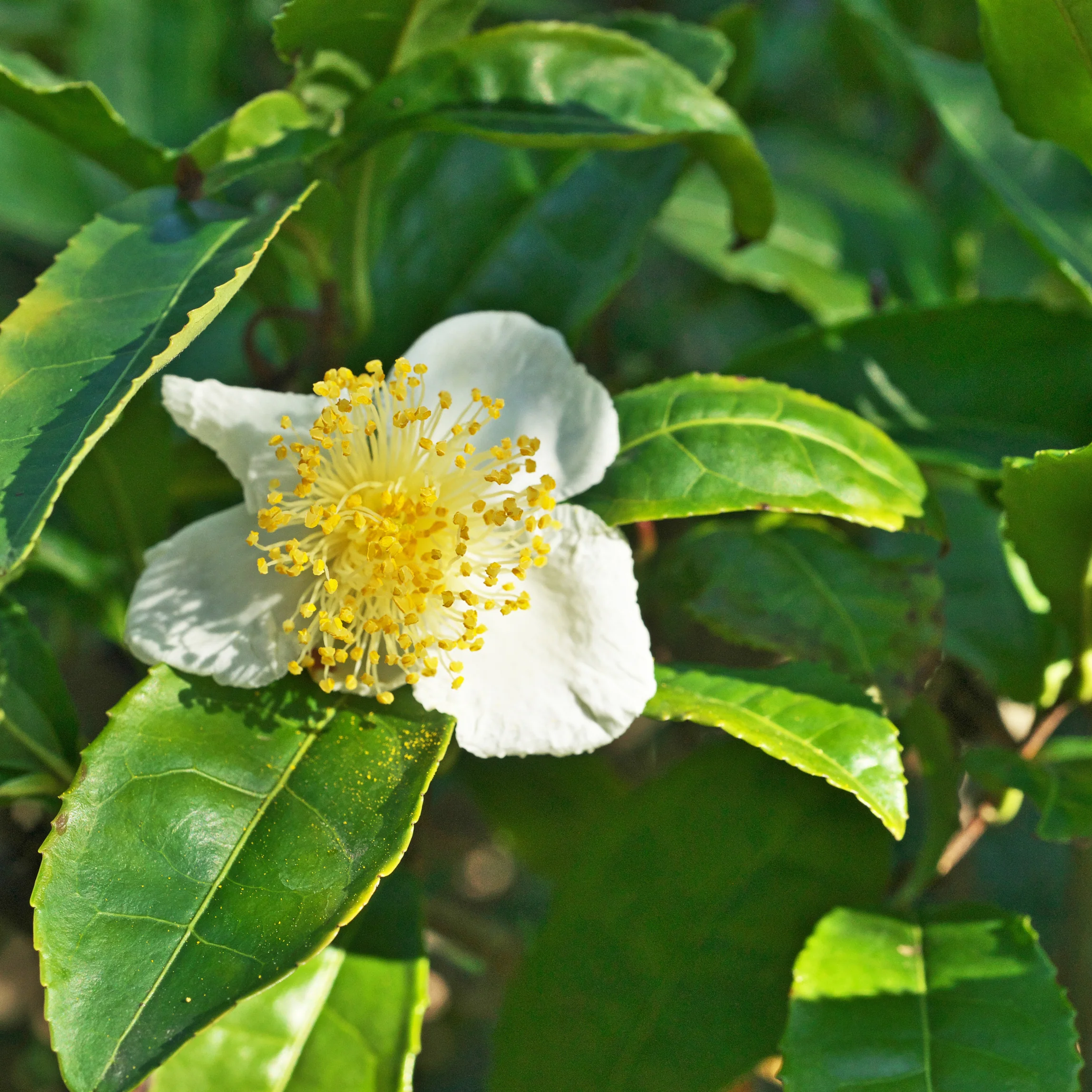 Théier thé vert - Camellia sinensis