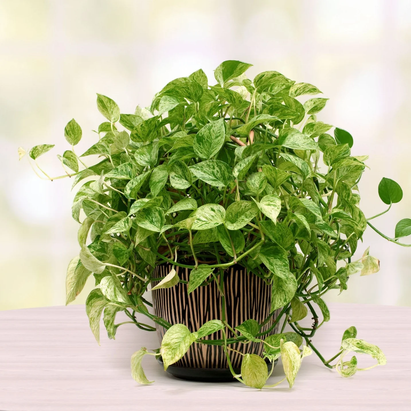 Pothos Marble Queen - Pothos 'Marble Queen'
