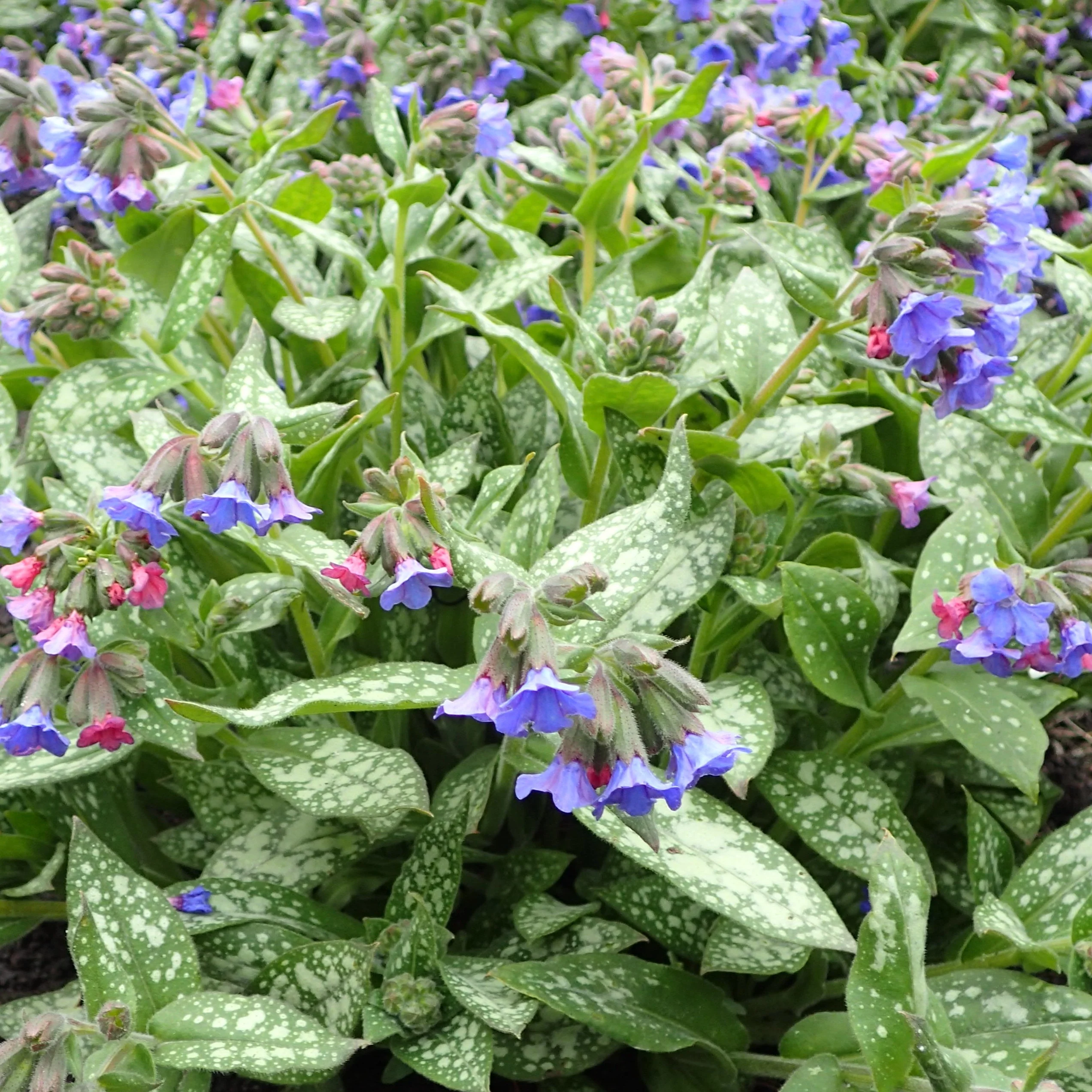 Pulmonaire Majeste - Pulmonaria 'Majeste'