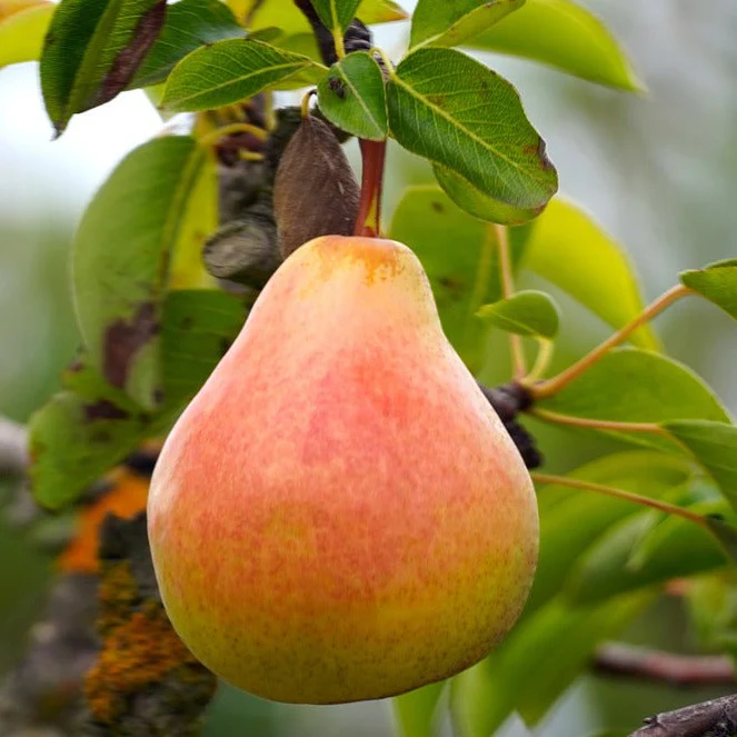 Poirier Beauté Flamande - Pyrus communis 'Beauté Flamande'