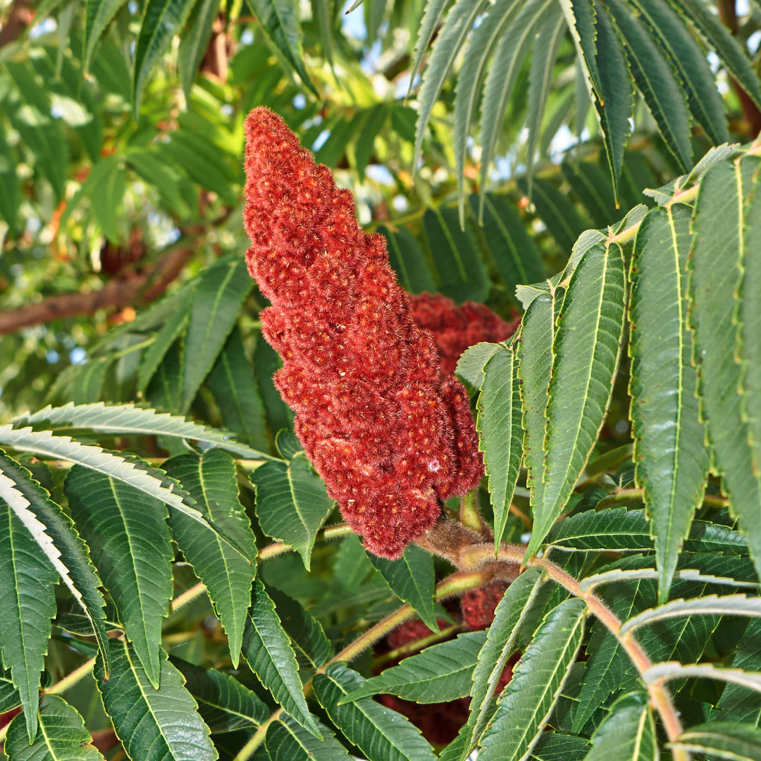 Vinaigrier - Rhus typhina