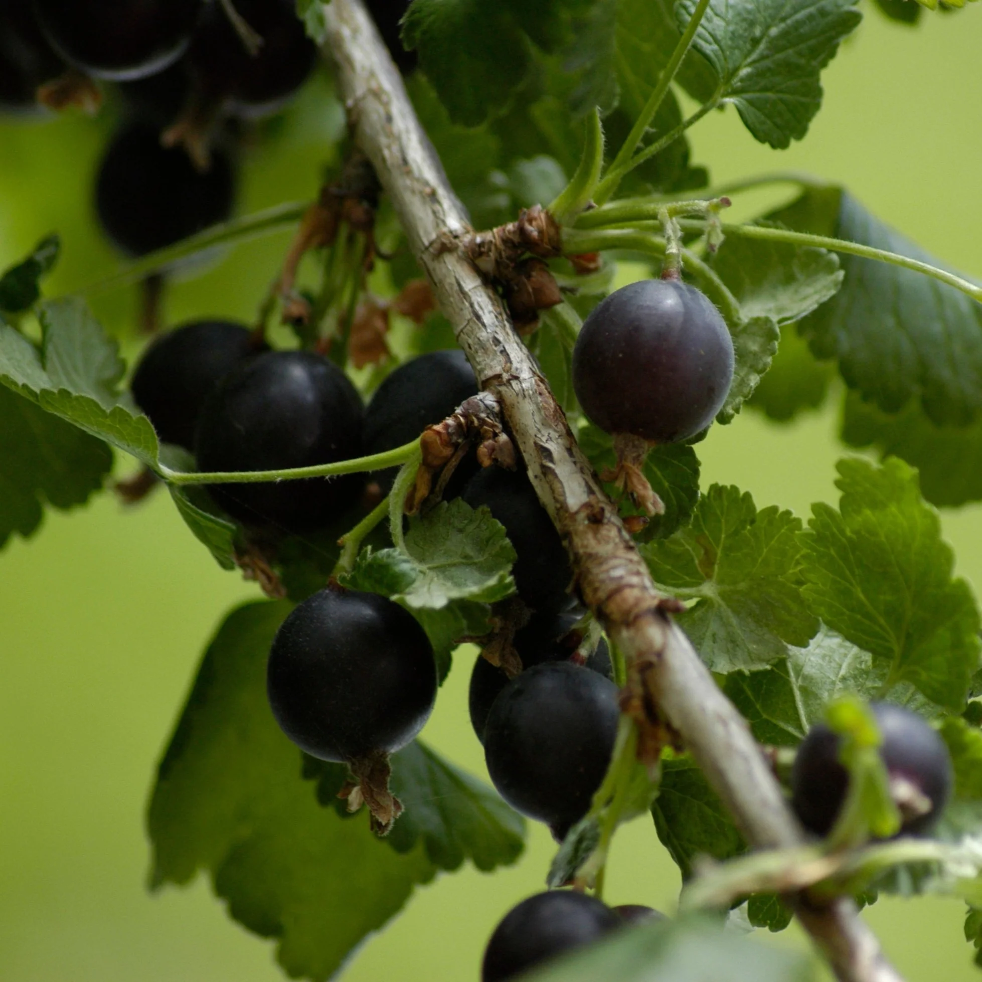 Casseiller Josta - Ribes hybrids 'Josta berry'