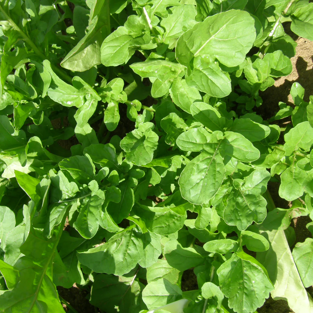 Roquette de jardin Bio (semences)