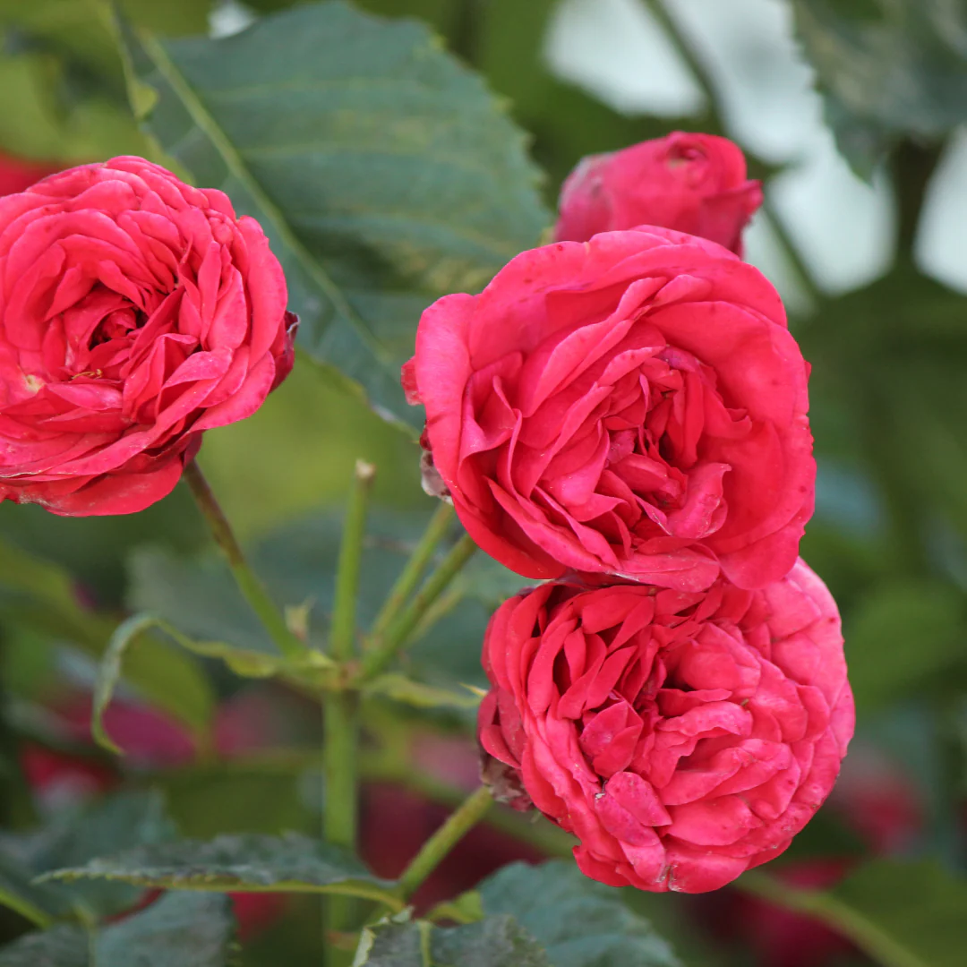 Rosier Morden Centennial - Rosa 'Morden Centennial'