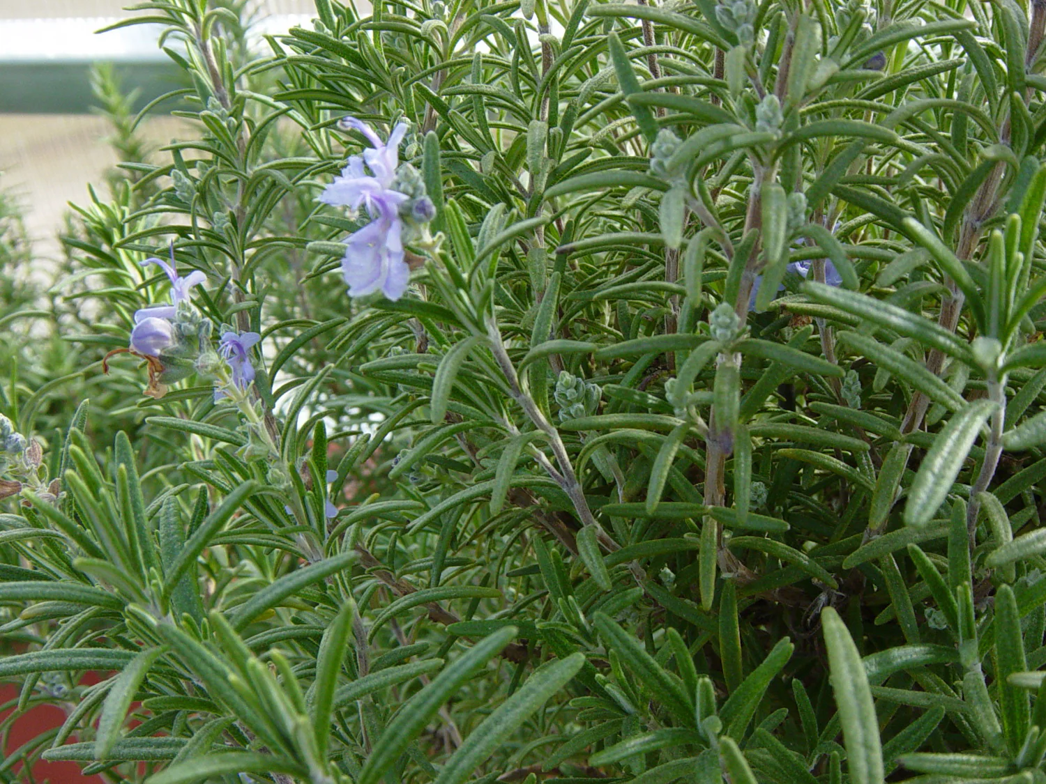 Romarin (plant NON-BIO) – Image 3