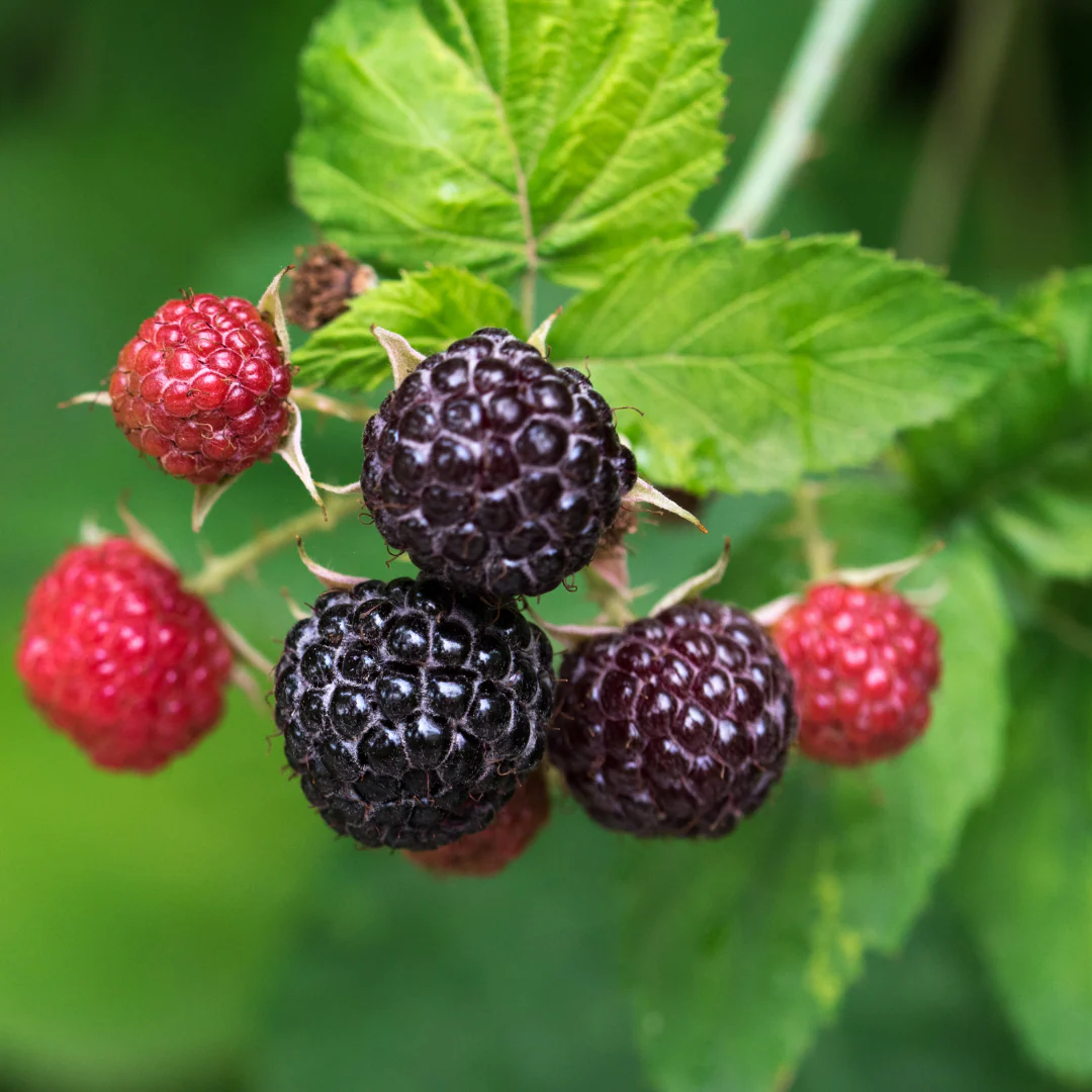 Framboisier noir Bleu nuit - Rubus idaeus 'Bleu nuit'