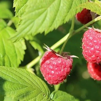 Framboisier rouge Pathfinder - Rubus idaeus 'Pathfinder'