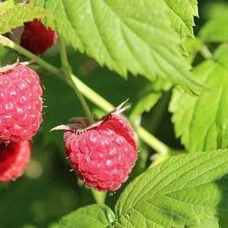 Framboisier rouge Prelude - Rubus idaeus 'Prelude'