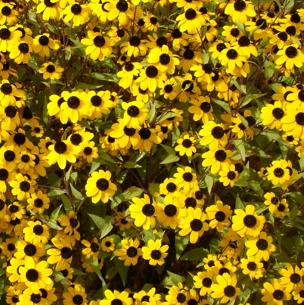 Rudbeckie triloba - Rudbeckia triloba