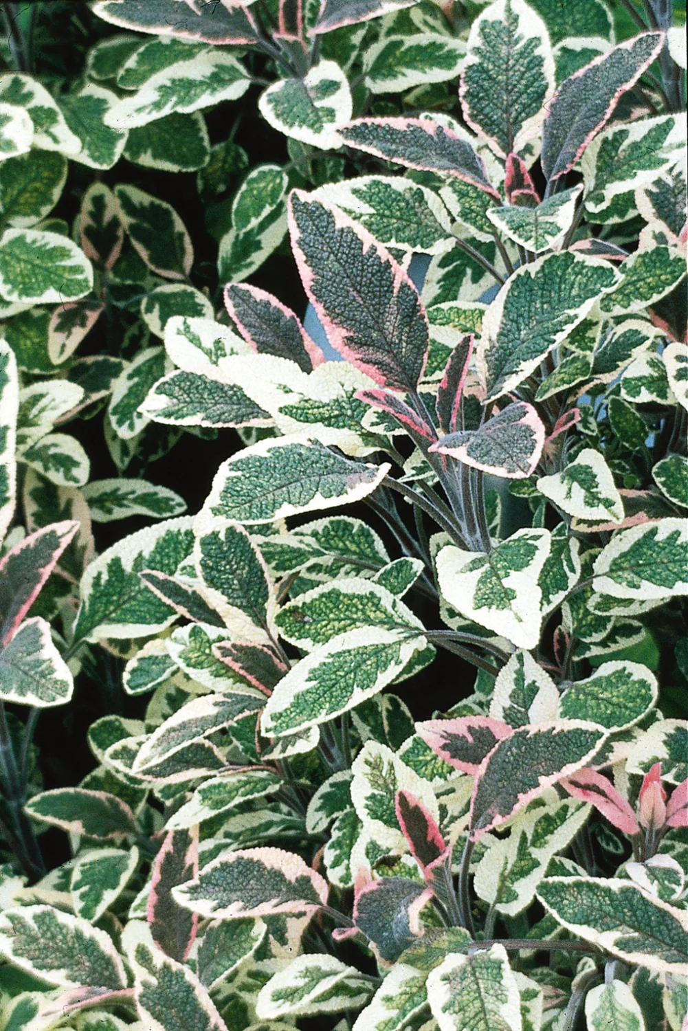 Sauge tricolore (plant NON-BIO) – Image 2