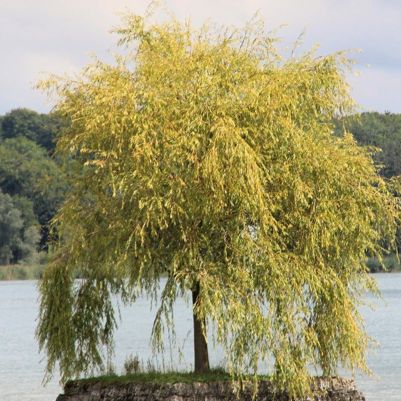 Saule pleureur Prairie Cascade - Salix 'Prairie Cascade'
