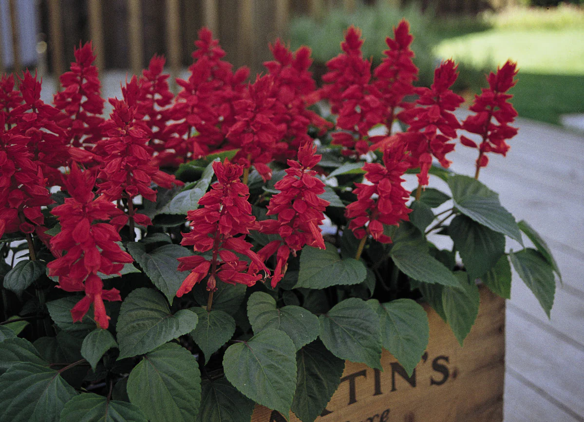 Salvia mojave -Salvia mojave – Image 2