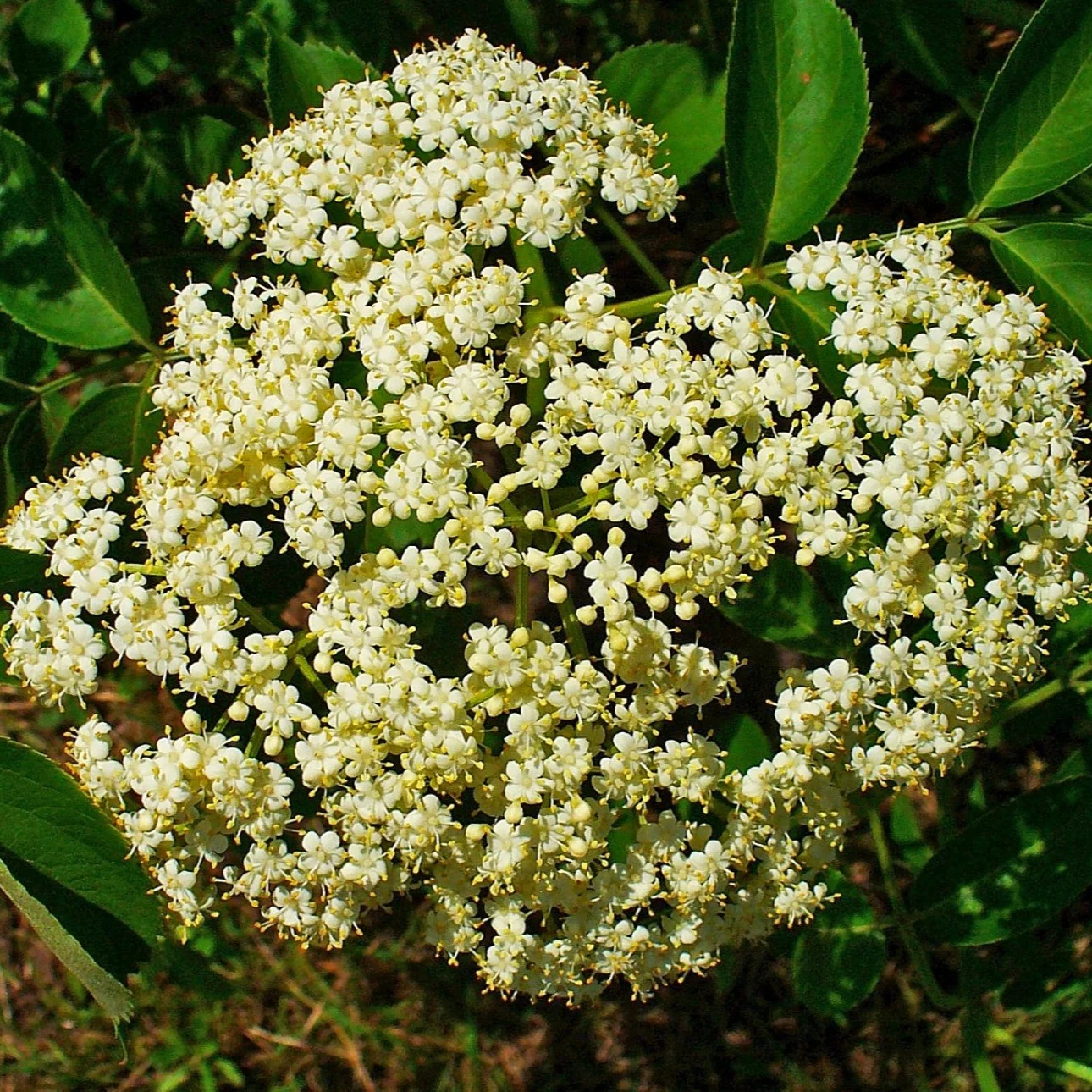 Sureau du Canada - Sambucus canadensis