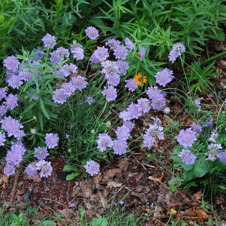 Scabieuse Blue Butterfly - Scabiosa columbaria 'Blue Butterfly'