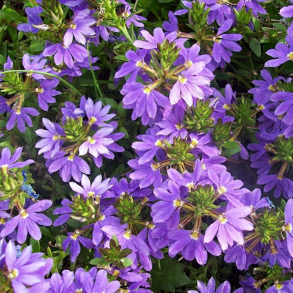 Scaevola - Scaevola