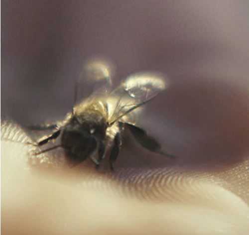 Guerlain Abeille Royale - Huile Démaquillante – Image 5