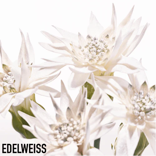 Dior Diorsnow Essence Of Light Serum – Image 4