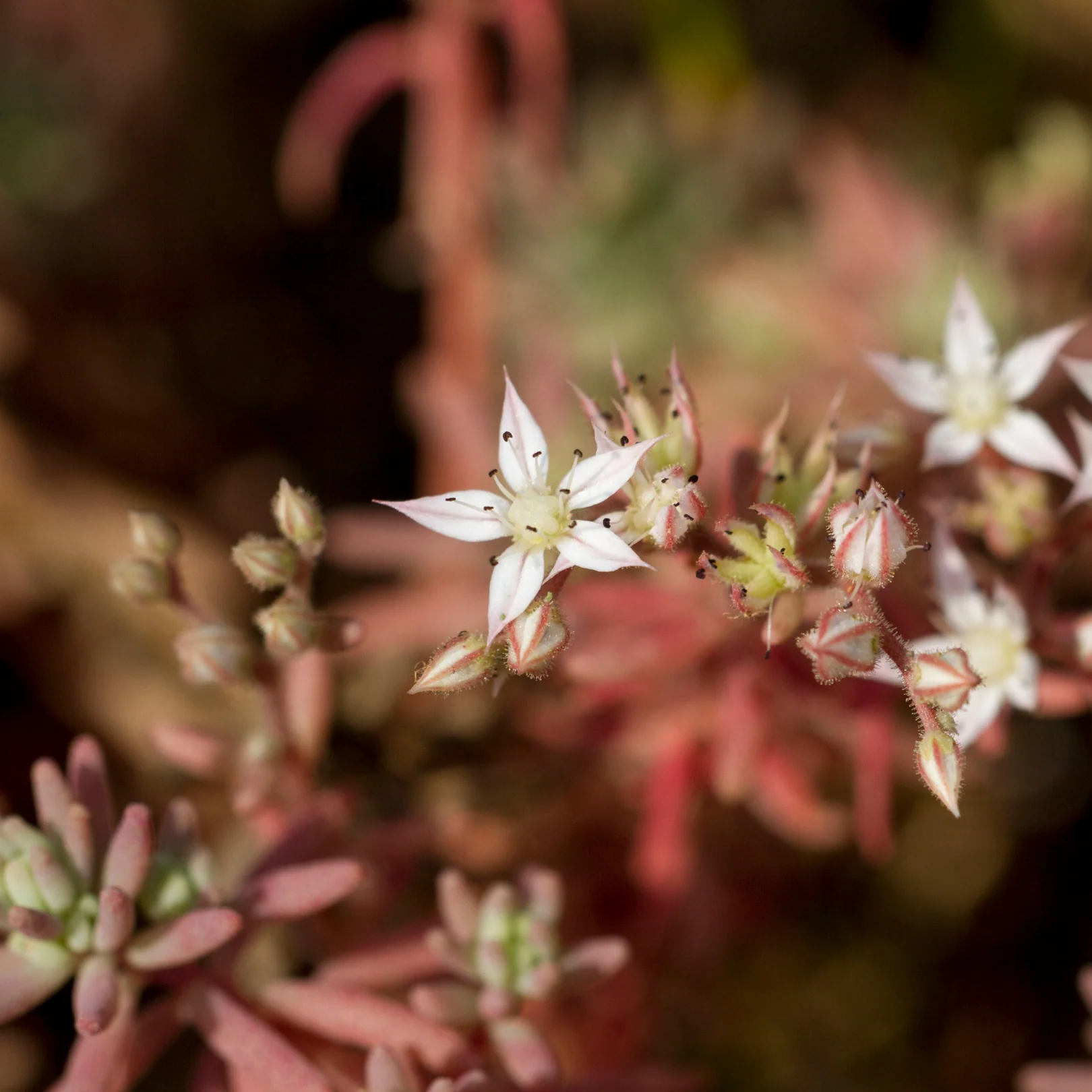 Orpin Coral Carpet - Sedum album ‘Coral Carpet’