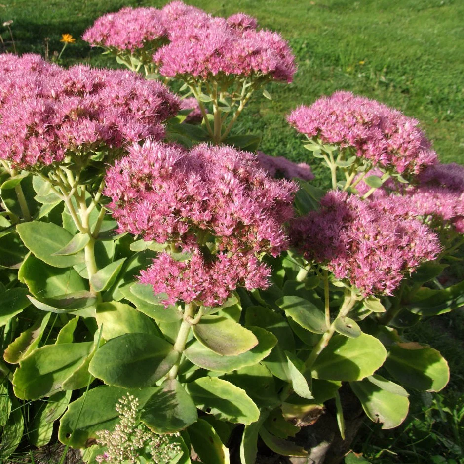 Orpin Carl (Karl) - Sedum 'Carl'